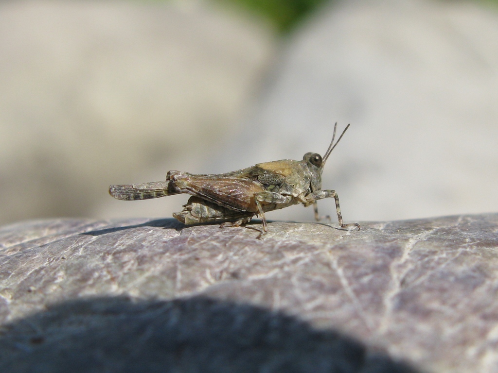 Tetrigidae da determinare???